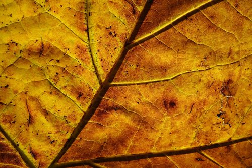 leaf  veins  pattern