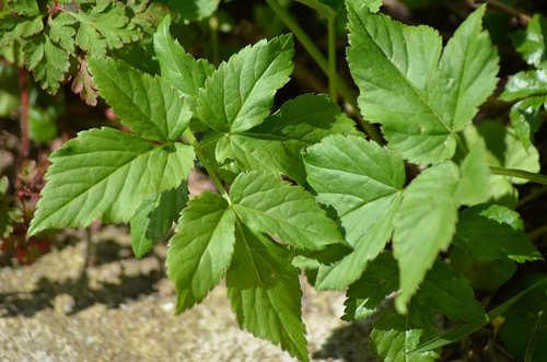 leaf  nature  green