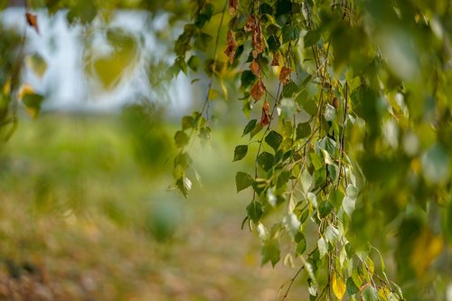 leaf  nature  tree