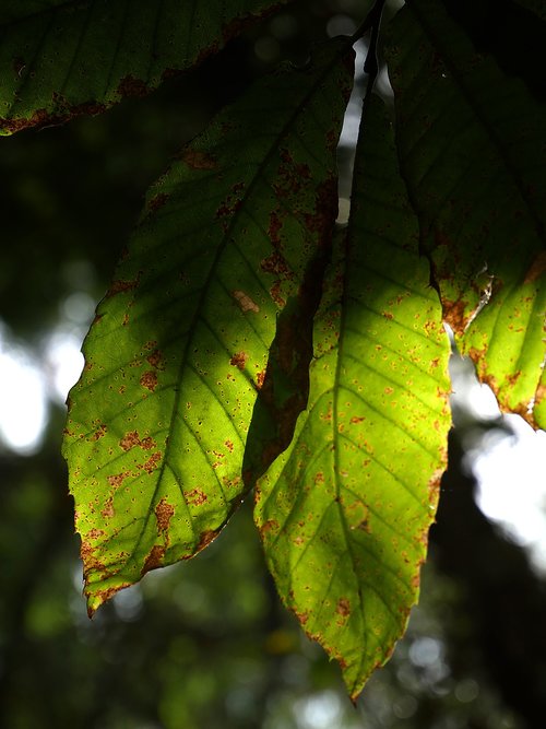 leaf  light  nature