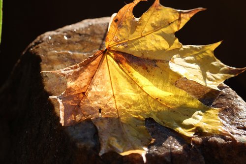 leaf  yellow  autumn