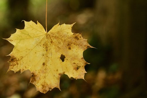 leaf  fallen  autumn