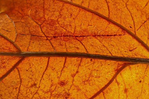 leaf  veins  leaf veins