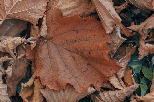 leaf  leaves  branch