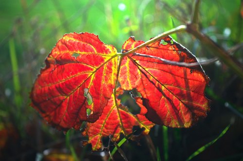 leaf  autumn colours  red