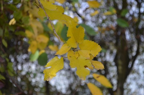 leaf  yellow  tree