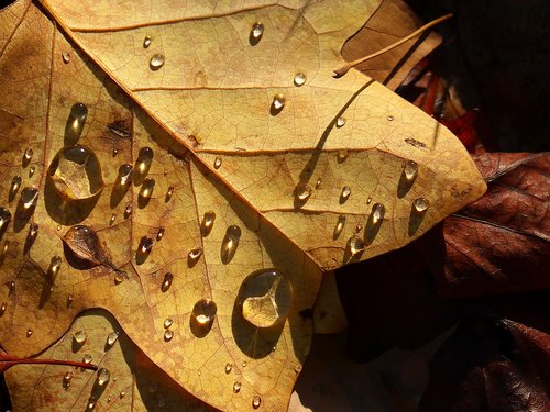 leaf  drop of water  nature