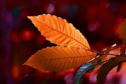 leaf  twig  autumn color
