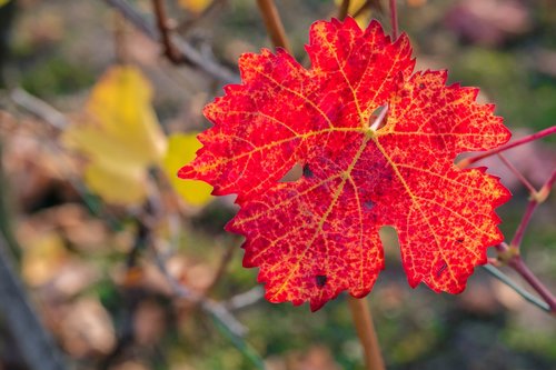 leaf  wine  wine leaf