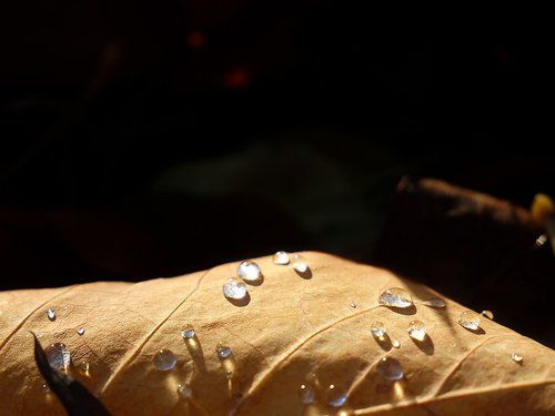 leaf  water  drop