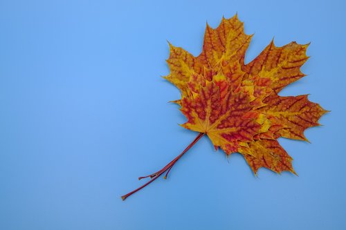 leaf  colorful  color
