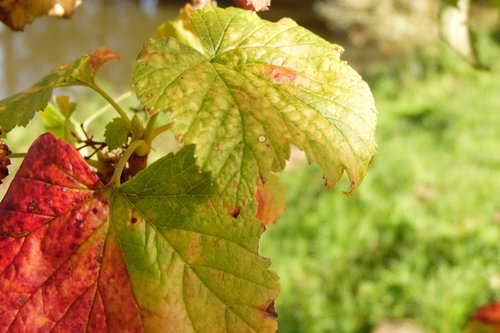 leaf  fall  cassis