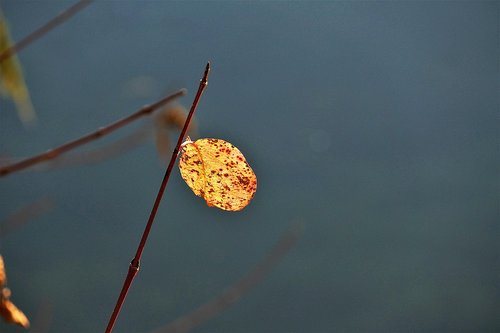leaf  discolored  branch