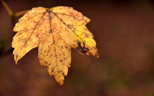 leaf  autumn  maple leaf