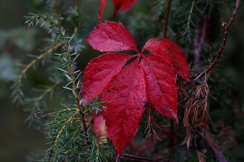 leaf  red  autumn