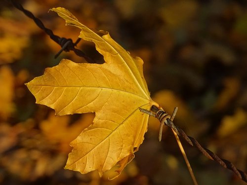 leaf  barbed  hooked