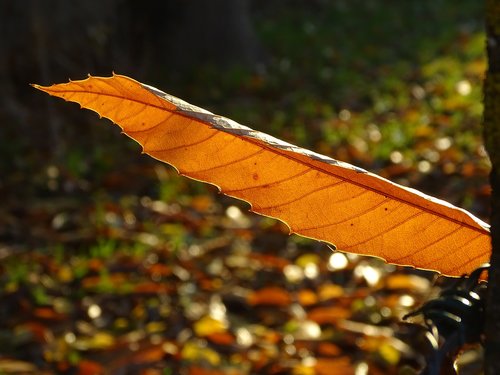 leaf  chestnut  fall