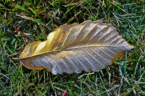 leaf  frost  nature