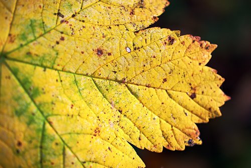leaf  leave  close up