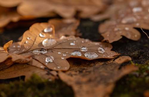leaf  droplets  autumn