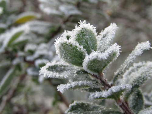 leaf  frozen white  winter