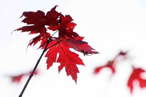 leaf  leaves  red