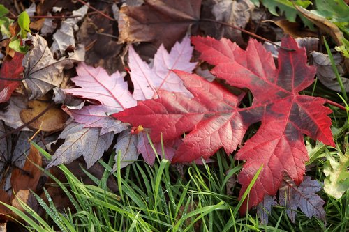 leaf  leaves  red