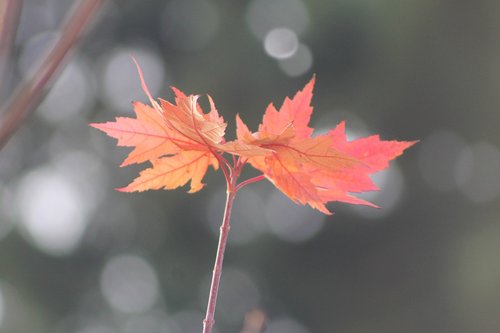 leaf  leaves  red