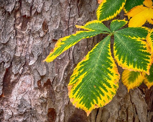 leaf  tree  trunk