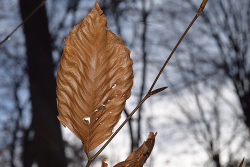 leaf  autumn  brown