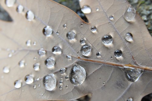 leaf  drip  autumn