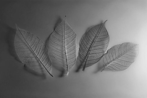 leaf  leaves  mono