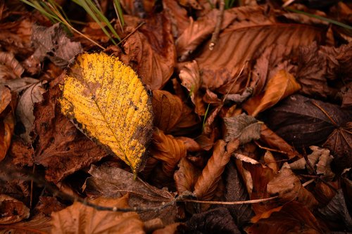 leaf  autumn  nature
