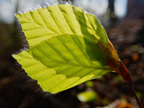 leaf  leaves  beech leaf