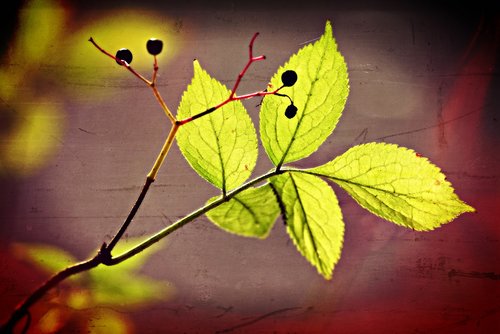 leaf  twig  nature