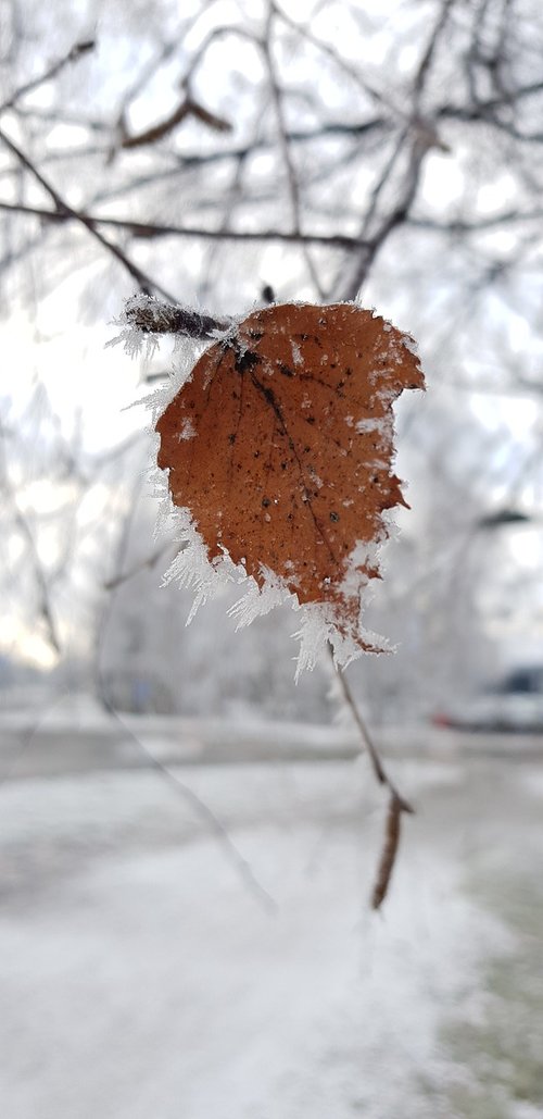 leaf  frost  winter