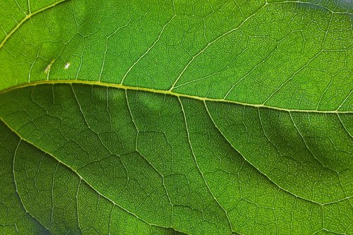 leaf  vein  nature