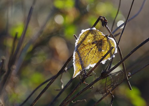 leaf  winter  sun