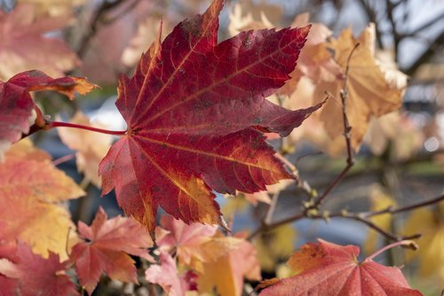 leaf  leaves  fall leaves