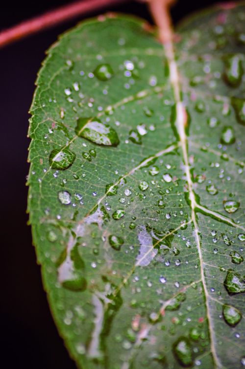 leaf raindrop nature