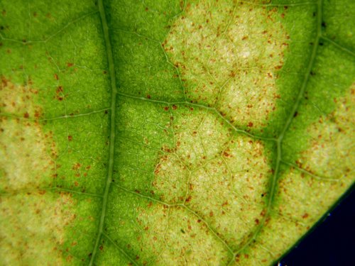 leaf  translucent  macro