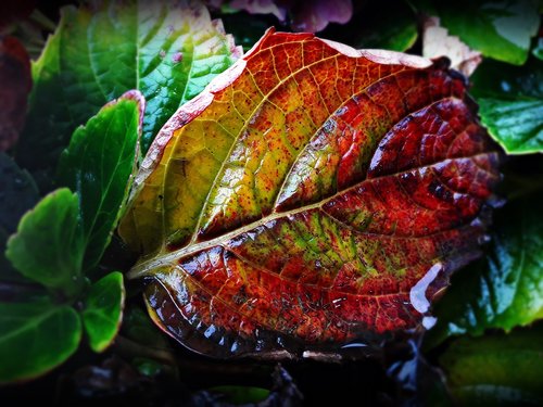 leaf  autumn  colors