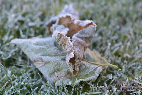 leaf  frozen  cold