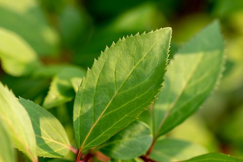 leaf  green  structure