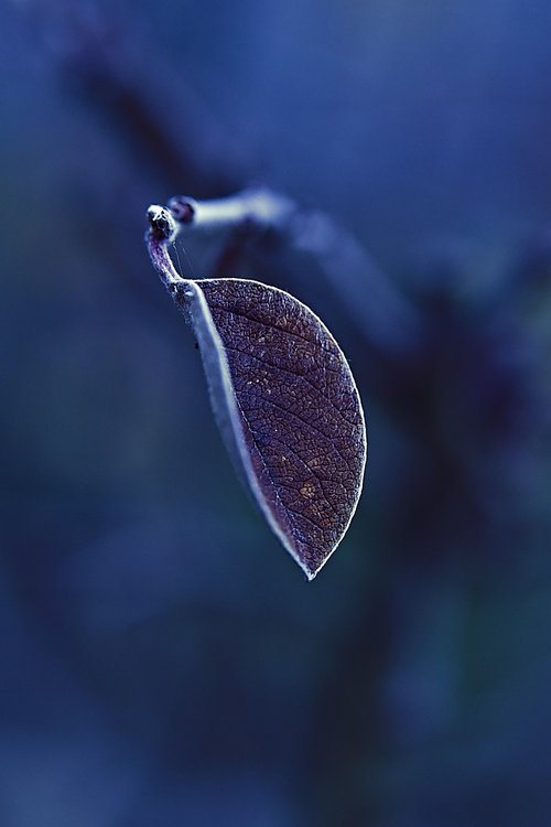 leaf  frost  frozen
