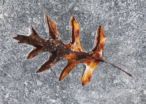 leaf  ice  frozen