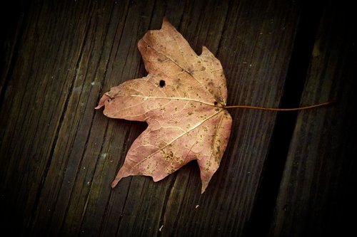 leaf  table  fall