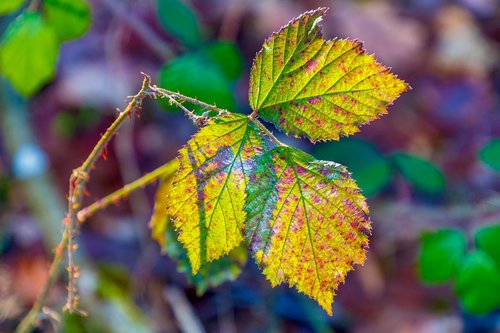 leaf  colorful  nature