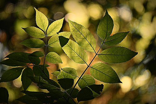 leaf  foliage  forest