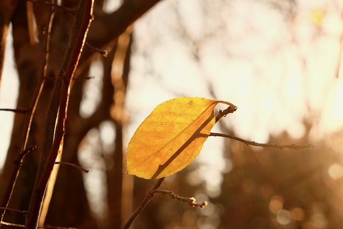 leaf  sunset  tree